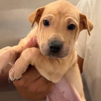 Winston -  Shar Pei Dog for Adoption in Agua Dulce, California - Winston | PetCurious