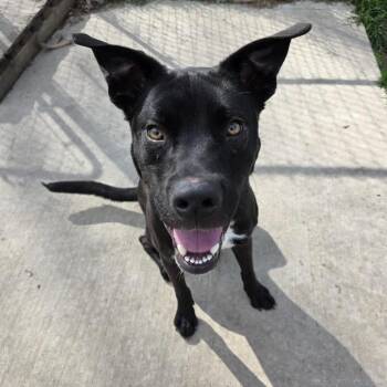 Australian Cattle Dog Blue Heeler and American Staffordshire Terrier Dogs Available for Adoption in Tomah, Wisconsin - Peter | PetCurious