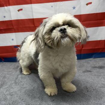 Bentley -  Shih Tzu Dog for Adoption in Urbana, Ohio - Bentley | PetCurious