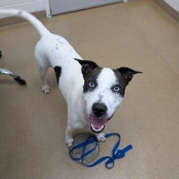 Lizzie -  Terrier and Mixed Breed Dog for Adoption in Corpus Christi, Texas - Lizzie | PetCurious