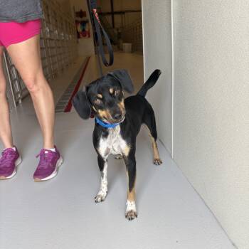 Wilson -  Hound Dog for Adoption in Chicago, Illinois - Wilson | PetCurious