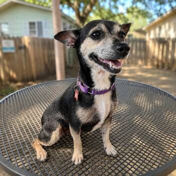 Mocha Frappe -  Chihuahua and Mixed Breed Dog for Adoption in Boerne, Texas - Mocha Frappe | PetCurious