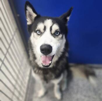 A139314 -  Siberian Husky Dog for Adoption in Palmetto, Florida - A139314 | PetCurious