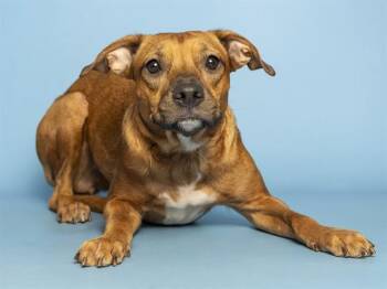 JOY -  Pit Bull Terrier and Mixed Breed Dog for Adoption in Phoenix, Arizona - JOY | PetCurious