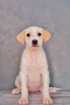 Venice -  Labrador Retriever and Flat Coated Retriever Dog for Adoption in San Diego, California - Venice | PetCurious