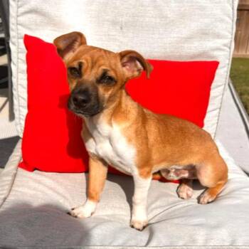 Chihuahua Dogs Available for Adoption in Wake Forest, North Carolina - Carnot | PetCurious