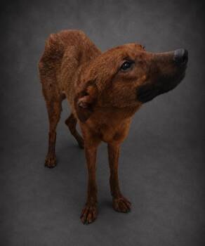 ARCHER -  German Shepherd Dog and Mixed Breed Dog for Adoption in Winter Haven, Florida - ARCHER | PetCurious