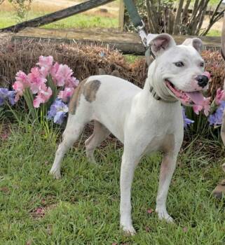 Beckett - Foster or Foster to Adopt Needed -  Mixed Breed Dog for Adoption in Huntingtown, Maryland - Beckett - Foster Or Foster To Adopt Needed | PetCurious