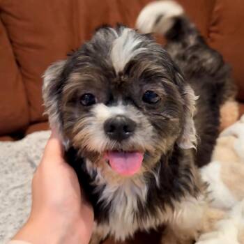Baby Ruth -  Shih Tzu Dog for Adoption in Cincinnati, Ohio - Baby Ruth | PetCurious