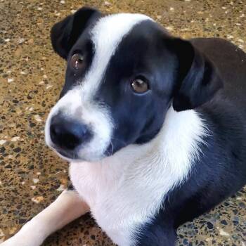 Labrador Retriever Dogs Available for Adoption - WILHELMINA "Fun And Adorable!" (Out Of Town) | PetCurious