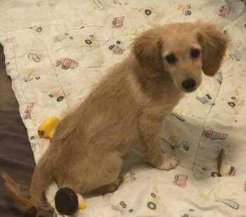 Golden Retriever and Poodle Dogs Available for Adoption in Colleyville, Texas - Tansie | PetCurious