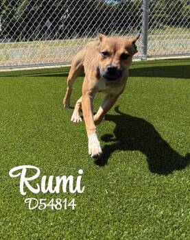 Mixed Breed Dogs Available for Adoption in Clarksville, Tennessee - Rumi | PetCurious
