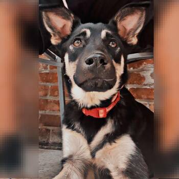 Labrador Retriever Dogs Available for Adoption in Houston, Texas - Rumi | PetCurious