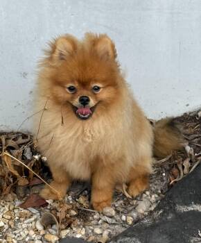 Pomeranian Dogs Available for Adoption - Cannoli | PetCurious