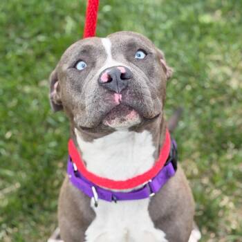 Blue Eyes -  Pit Bull Terrier Dog for Adoption in Philadelphia, Pennsylvania - Blue Eyes | PetCurious