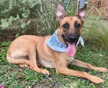 German Shepherd Dog and Black Mouth Cur Dogs Available for Adoption - WENDALL - DARLING BOY! | PetCurious