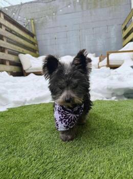 Yorkshire Terrier Dogs Available for Adoption - Richard | PetCurious