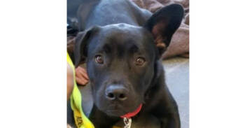 Rescue Labrador Retriever and Shepherd Dogs for Adoption in Douglasville, Georgia - Liam | PetCurious