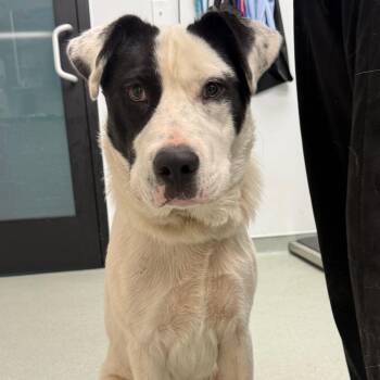 Waffles -  Labrador Retriever and Border Collie Dog for Adoption in Abilene, Texas - Waffles | PetCurious