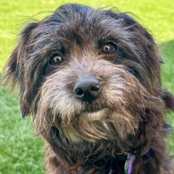 Yorkshire Terrier and Miniature Poodle Dogs Available for Adoption in Walnut Creek, California - Stargirl | PetCurious