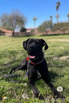Dr Dre -  Mastiff and Great Dane Dog for Adoption in Mesa, Arizona - Dr Dre | PetCurious