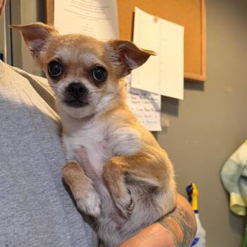 Gina -  Chihuahua Dog for Adoption in Fredericksburg, Virginia - Gina | PetCurious