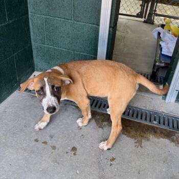 Boondock -  Labrador Retriever and Terrier Dog for Adoption in Carencro, Louisiana - Boondock | PetCurious