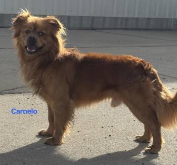 Golden Retriever Dogs Available for Adoption - AC Carnelo | PetCurious