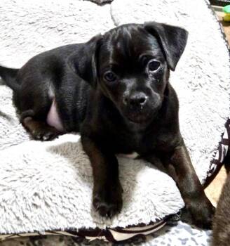Rio-Adorable Chi Mix Puppy! -  Chihuahua and Mixed Breed Dog for Adoption in Fort Myers, Florida - Rio-Adorable Chi Mix Puppy! | PetCurious