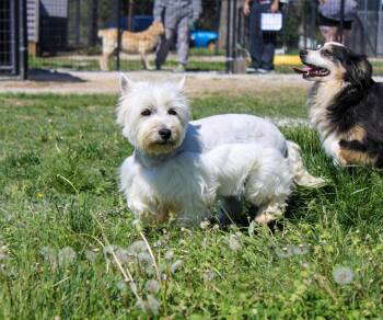 West Highland White Terrier Westie Dogs Available for Adoption in Neosho, Missouri - Pinkie | PetCurious
