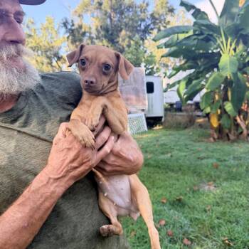 Iris Flower -  Chihuahua and Mixed Breed Dog for Adoption in Savannah, Georgia - Iris Flower | PetCurious