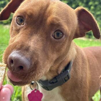 Blizzard -  Patterdale Terrier Fell Terrier Dog for Adoption in Tallahassee, Florida - Blizzard | PetCurious