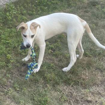 Kolton Courtesy Listed -  German Shepherd Dog and American Staffordshire Terrier Dog for Adoption in Midland, Michigan - Kolton Courtesy Listed | PetCurious