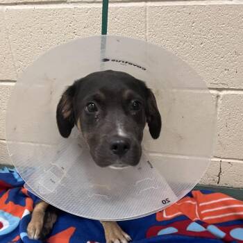 Mixed Breed Dogs Available for Adoption in Memphis, Tennessee - Kelly Scott | PetCurious