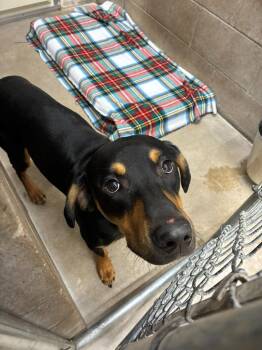 Doberman Pinscher and Mixed Breed Dogs Available for Adoption in Clarksville, Tennessee - Toby | PetCurious