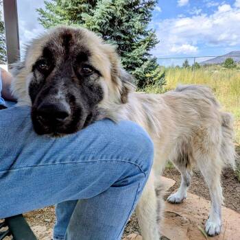 Shaggy -  Anatolian Shepherd Dog for Adoption in Flagstaff, Arizona - Shaggy | PetCurious
