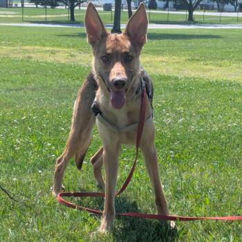 Ciela -  Shepherd Dog for Adoption in Valparaiso, Indiana - Ciela | PetCurious