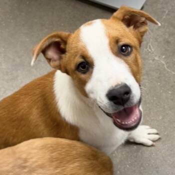 Cattle Dog and Mixed Breed Dogs Available for Adoption in Midland, Texas - Little Sister | PetCurious