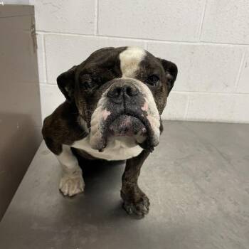 Sir Reginald Tankerton III C613 -  English Bulldog Dog for Adoption in Allen, Texas - Sir Reginald Tankerton III C613 | PetCurious