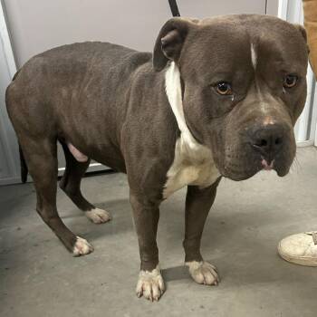 Grimace (Yoshi) -  Pit Bull Terrier Dog for Adoption in Carlyle, Illinois - Grimace (Yoshi) | PetCurious