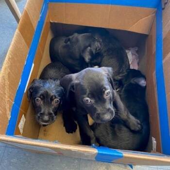 Nyx -  Pit Bull Terrier and Terrier Dog for Adoption in Long Beach, California - Nyx | PetCurious