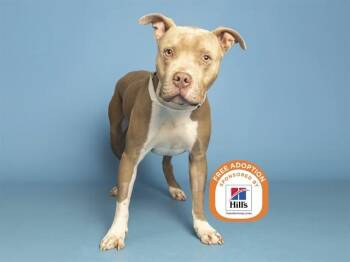CARLOS -  Pit Bull Terrier Dog for Adoption in Phoenix, Arizona - CARLOS | PetCurious