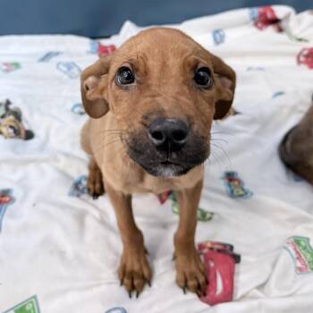 Hubert -  Mixed Breed Dog for Adoption in Auburn, Alabama - Hubert | PetCurious