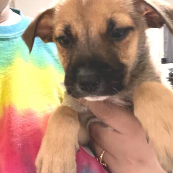 Rescue Mixed Breed Dogs for Adoption in Webster, Texas - Maverick | PetCurious