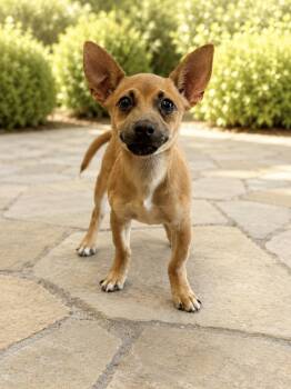 Chachi -  Chihuahua Dog for Adoption in Helotes, Texas - Chachi | PetCurious