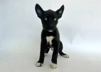 TORONTO -  Terrier Dog for Adoption in Brentwood, Missouri - TORONTO | PetCurious
