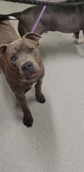 Rescue Pit Bull Terrier Dogs for Adoption in Indianapolis, Indiana - MELLY | PetCurious