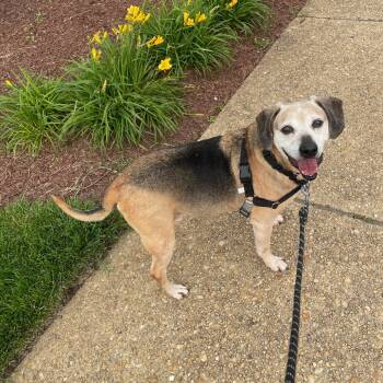 Rescue Hound Dogs for Adoption in Falls Church, Virginia - Andy | PetCurious