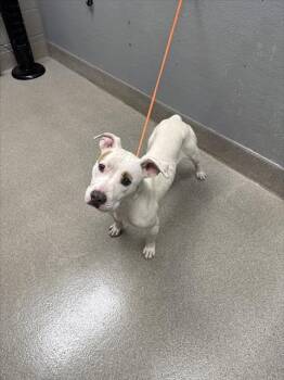 MILEY -  Pit Bull Terrier Dog for Adoption in Las Vegas, Nevada - MILEY | PetCurious