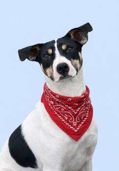 Jack Russell Terrier and Labrador Retriever Dogs Available for Adoption - Jerry | PetCurious